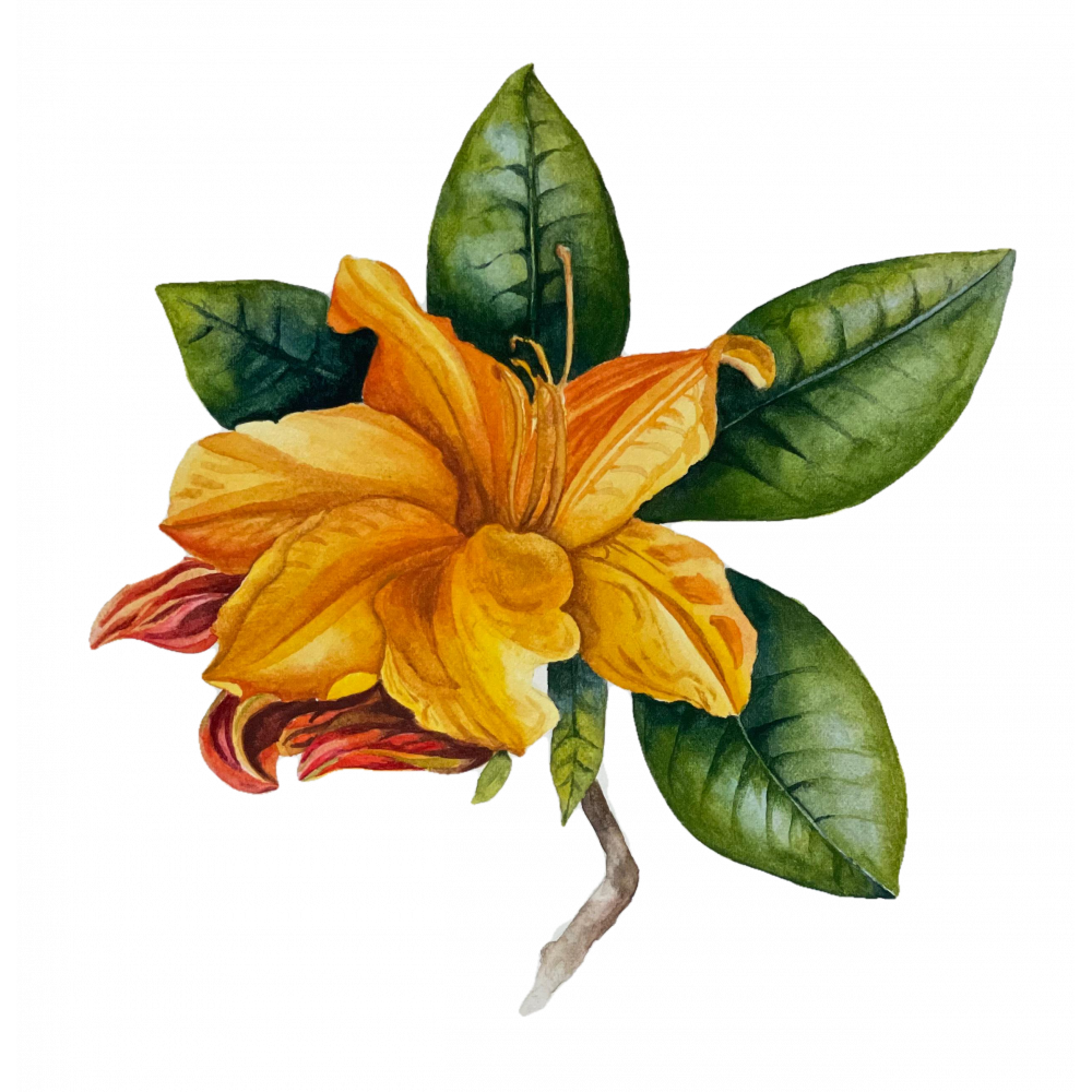 лицензия  (Орхидея)
